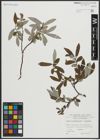 Foto von Salix appendiculata Vill. x Salix eleagnos Scop.